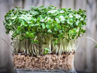 Vážna KONKURENCIA mnohých byliniek: