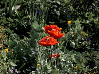 Tento problém sužuje mnohé