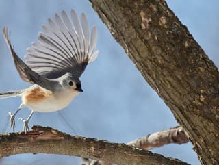 KVÍZ Sýkorka, muchárik či