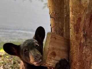 Pohľad na medvedie mláďa