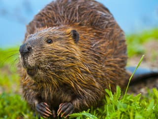 Deväť nechutných PRÍSAD v