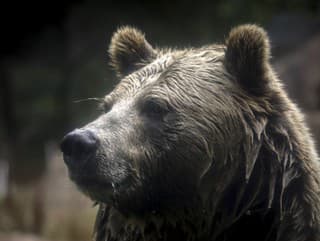 Grizzly v kanadských horách