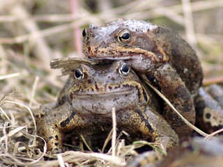 Šokujúce zistenie o žabách: