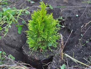 Obľúbená okrasná RASTLINA ako