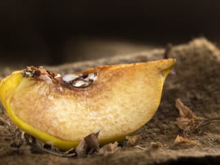 Nepodceňujte ZHNEDNUTÉ ovocie: ZNIČÍ