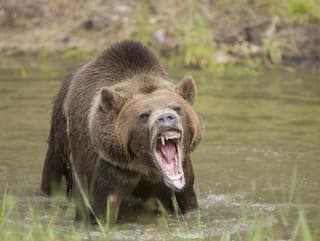 Medveď šokoval mladú rodinu: