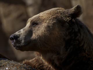 Brutálny nárast útokov medveďov
