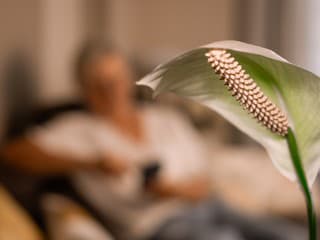 Za krásou sa skrýva