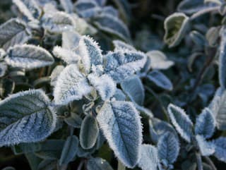 Zimná BYLINKA, ktorá ťažko
