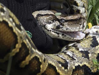 Na Floride ulovili rekordného