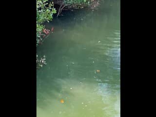 V rieke číha neviditeľná hrozba: Vidíte ju? Za pár sekúnd dokáže zabiť