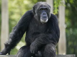 Zaujímavé zistenie vedcov: Šimpanzy