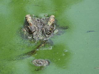 Austrálčana zovrel do čeľustí