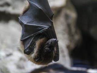 Počul si o nebezpečných