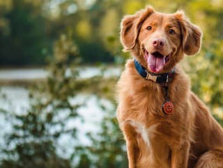 KVÍZ pre milovníkov psov: