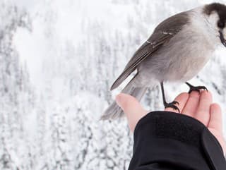 KVÍZ Tieto vtáky u