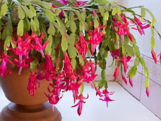 Obdobie kvitnutia je tu: