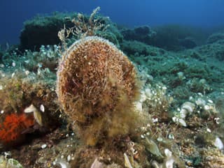 Fantastická správa z Jadranu: