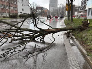 Spadnutý strom v Bratislave