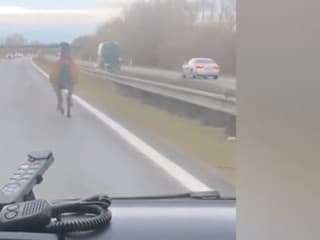 Vystresovaný kôň na diaľnici