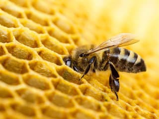 Zaujímavý objav: Je včela