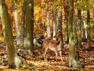 Na prechádzke v lese: