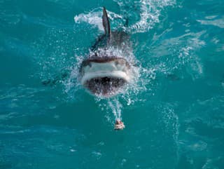 Brutálny útok žraloka: Žena