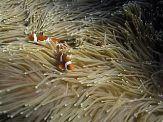 Šokujúca štúdia: Klauny očkaté