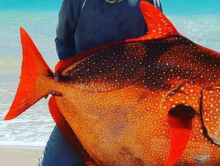 Existujú tri exempláre, ale