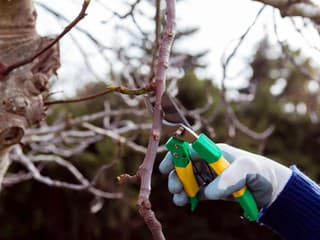 VIDEOTIP Rez ovocných stromov