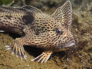 Bizarný obyvateľ morských hlbín: