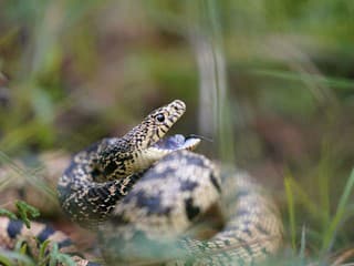 Hady patria k najfascinujúcejším tvorom planéty: Sú ako sú Lamborghini medzi plazmi, tvrdia vedci