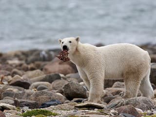 Vedci varujú: Polárnym medveďom hrozí kvôli otepľovaniu smrť od hladu!