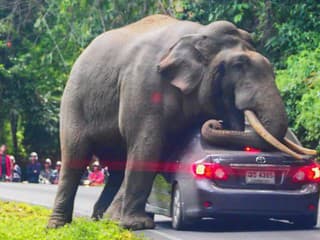 Agresívne slony v Thajsku