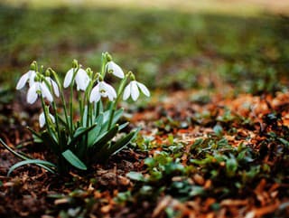 Rastlina mesiaca: Krehké snežienky