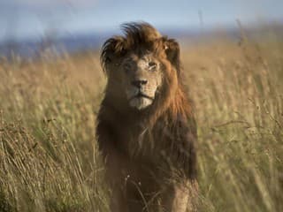 Levy lovia menej zebier: