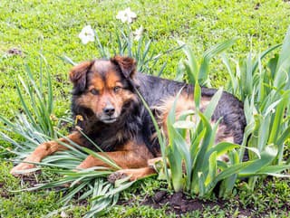 Ako udržať domáceho miláčika