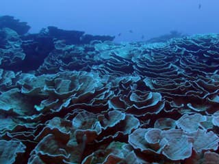 Korálový útes na Tahiti