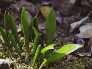 Na prechádzke lesom: Nazbierajte
