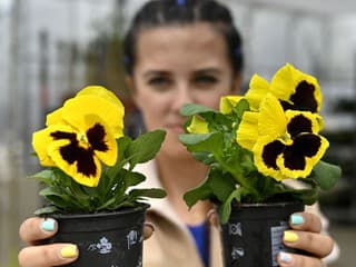 Jedlé kvety sú top