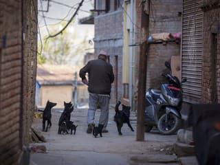 Ruskí dobrovoľníci odvážajú túlavé