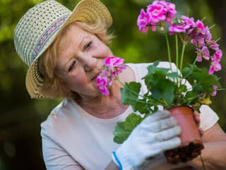 Zazimované muškáty budú opäť