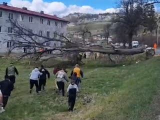 DRAMATICKÁ situácia na východe! Robotníci prišli spíliť strom, a potom: Nemohli uveriť vlastným očiam