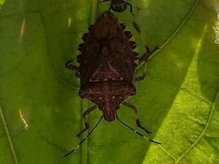 Masívna invázia hmyzu ako