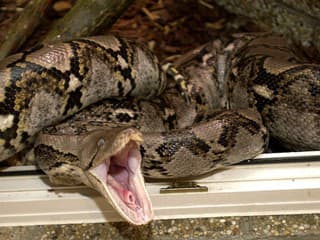 Chcete udržateľnejšie mäso na