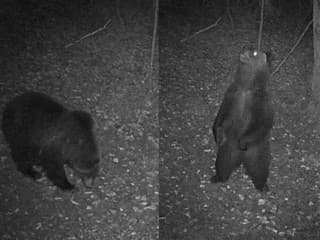 Medveďa zachytila fotopasca neďaleko