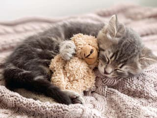 Tomu sa hovorí láska