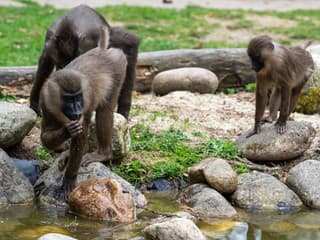 Ľudí ohrozujú zúrivé opice: