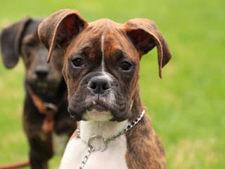 Nielen jednoduché povely: Psy