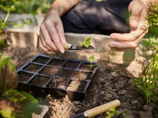 Kedy je ideálne vysievať,